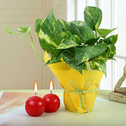 Plant Gifts Online