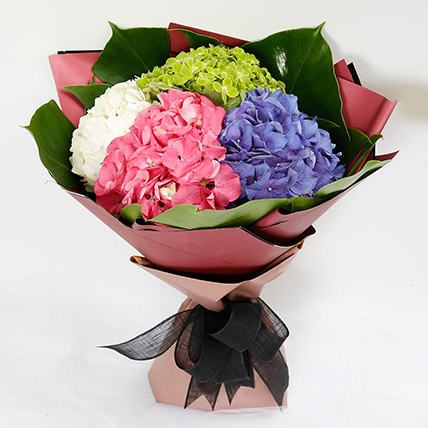 Beautiful 4 Colour Hydrangea Bouquet: Premium Collection of Hydrangeas Bouquet