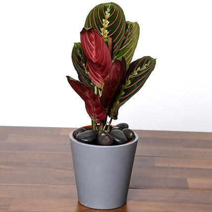 Calathea Plant In Grey Pot: Office Desk Plants