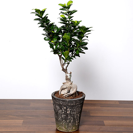 Ficus Bonsai Plant In Ceramic Pot: 