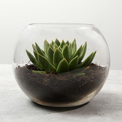 Green Echeveria in Fish Bowl: Cactus and Succulents