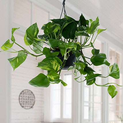 Hanging Epipremnum Aureum Plant: Air Purifying Plants