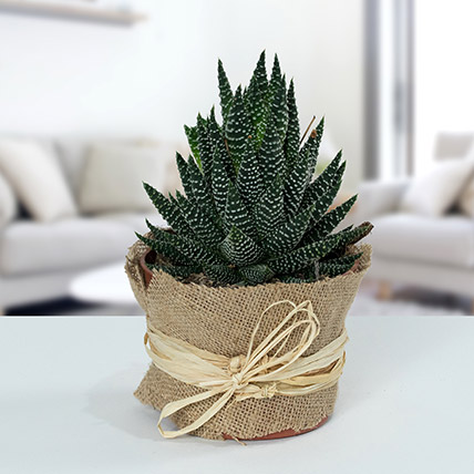 Howarthia Potted Plant In Jute: Cactus and Succulents