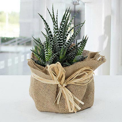 Jute Wrapped Howarthia Plant: Cactus and Succulent Plants