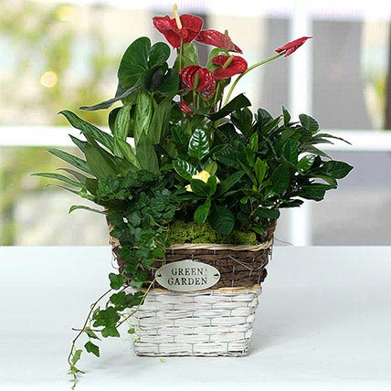 Mesmerising Green Basket Beauty: Anthuriums Onliine
