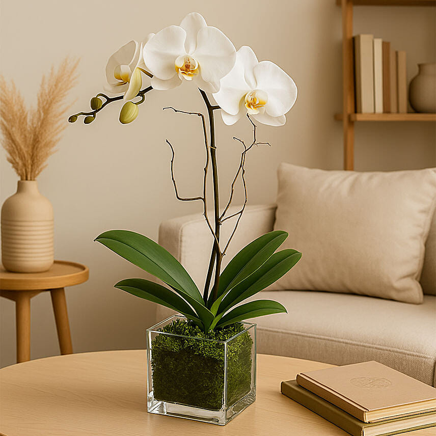 White Orchid Plant In Glass Vase: Singles Day Gifts