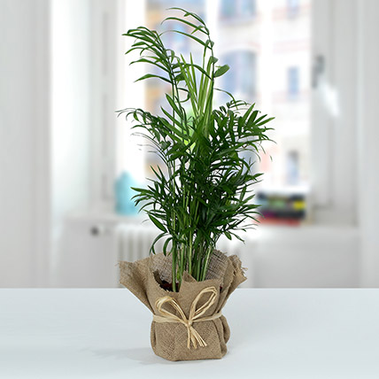 Chamaedorea In Jute Wrapped Plant: Fathers Day Plants