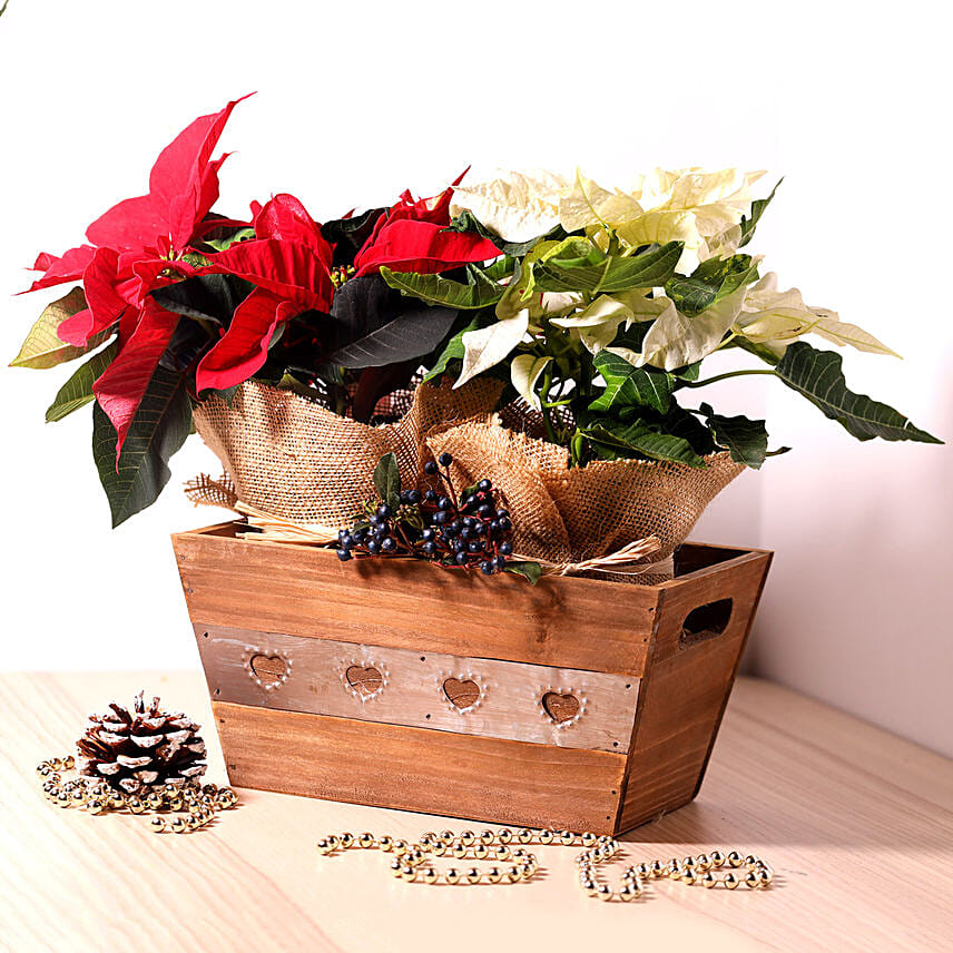 10 Unique Christmas Gift Ideas for Colleagues you can't miss- Red and White Poinsettia Plant