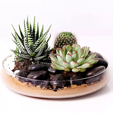 Combo of 3 Plants In Clear Glass Platter: Cactus and Succulents