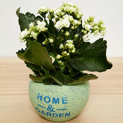 White Kalanchoe Plant In Beautiful Pot: Home Accessories