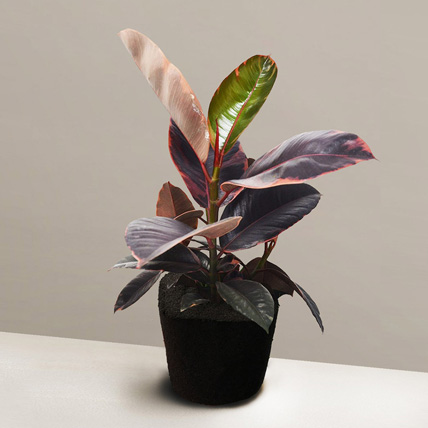 Exotic Ficus Elastica Ruby Plant: Gifts For Mom Dad