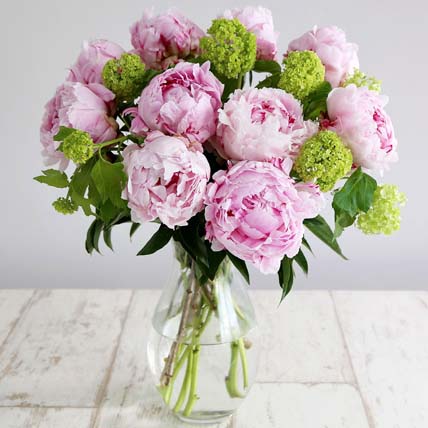 Elegant Pink Beauty: Peonies Flowers