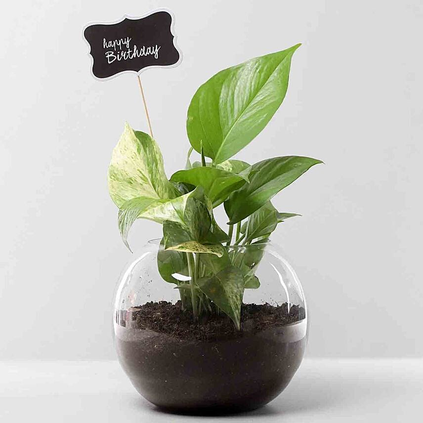 Bday Money Plant Combo: Money Plants