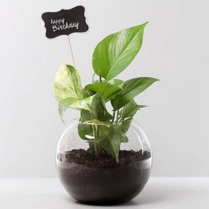 Birthday Money Plant: Living room Plants
