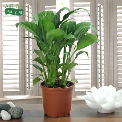 Leafy Peace Lily Plant: Plants For Father's Day