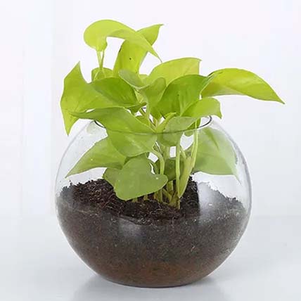 Money Plant Round Vase: Terrariums 