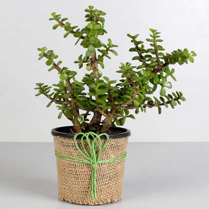 Jade Plant in Black Plastic Pot: Jade Plants