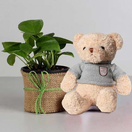 Money Plant in Black Pot with Teddy Bear: Money Plant Singapore