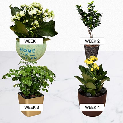 Exotic Month: Office Desk Plants