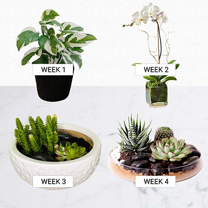 Verdure Month: Office Desk Plants