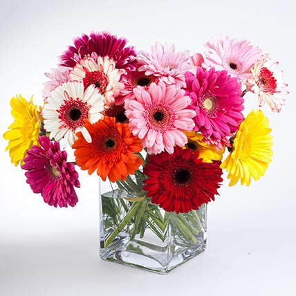 Elegant Gerberas In Glass Vase: Premium Collection of Gerbera Flowers Bouquet