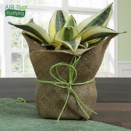 Rare Milt Sansevieria Plant: Air Purifying Indoor Plants