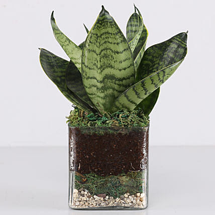 Sanseaveria Green Compacta Plant 3 Glass Terrarium: Office Desk Plants