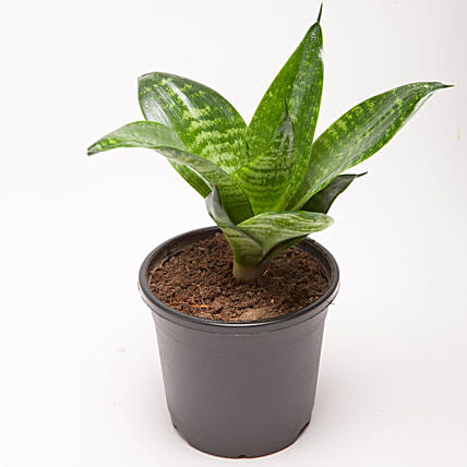 Snakeskin Sansevieria Plant In Black Plastic Pot: Air Purifying Plants