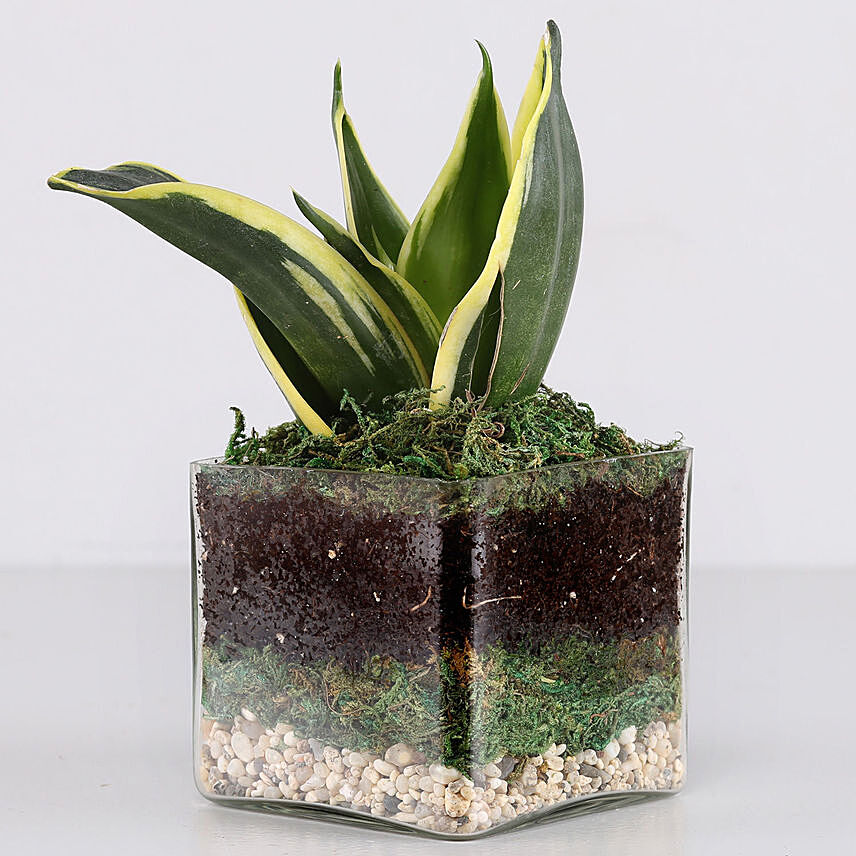 Lotus Sansevieria Plant 3 Glass Terrarium: Office Desk Plants