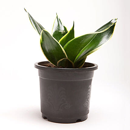 Milt Sansevieria Plant In Black Plastic Pot: Office Desk Plants