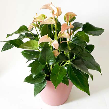 Blooming Anthurium Plant In Round Pot: Air Purifying Indoor Plants