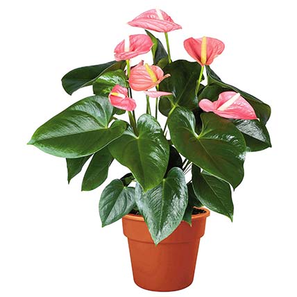 Blooming Anthurium Plant In Round Red Pot: Womens Day Plants