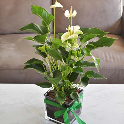 Blooming Anthurium Plant In Square Glass Vase: Anthurium Plant