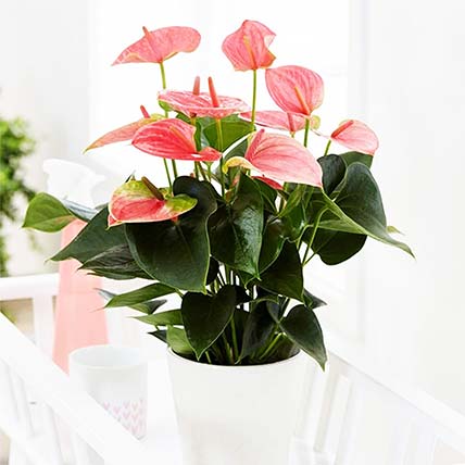 Flowering Anthurium Plant In Round White Pot: Terrace and Balcony Plants