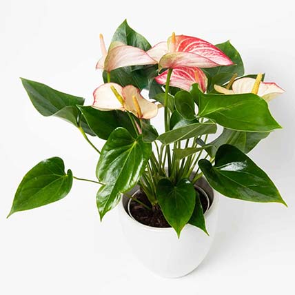 Flowering Anthurium Plant In White Round Pot: Indoor Plants Singapore