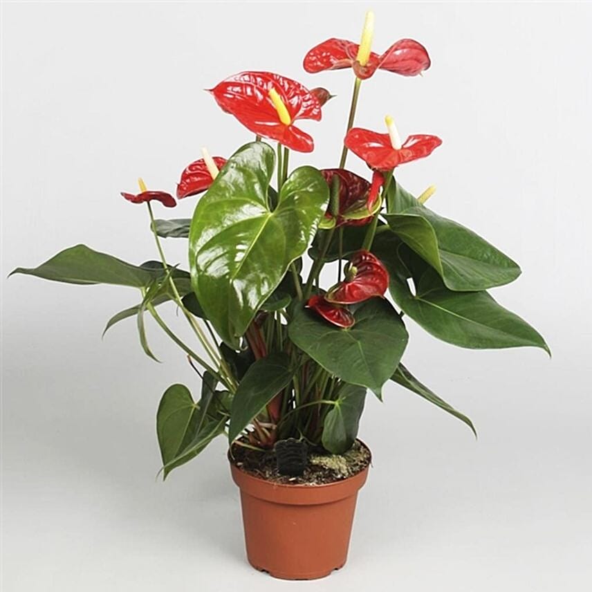 Anthurium Plant In Round Red Pot: Plants Shop SG