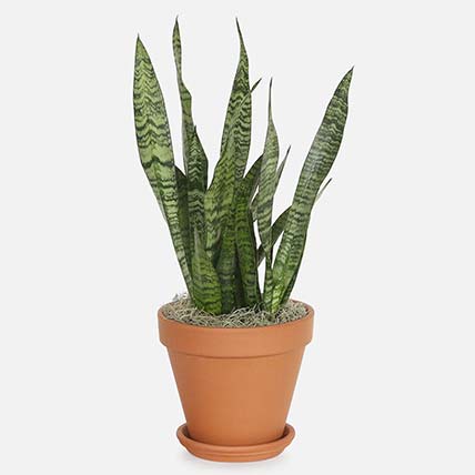 Air Purifying Snake Plant In Nursery Pot: Air Purifying Plants