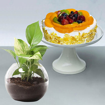 Fruit Cake With Money Plant: Cake with Plant Combo