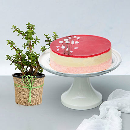Raspberry Lychee Rose Cake With Beautiful Jade Plant: Cakes N Plants 