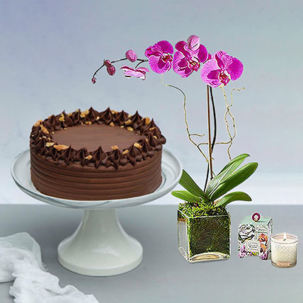 Walnut Chocolate Cake With Purple Orchid Plant: Orchid Plants Singapore