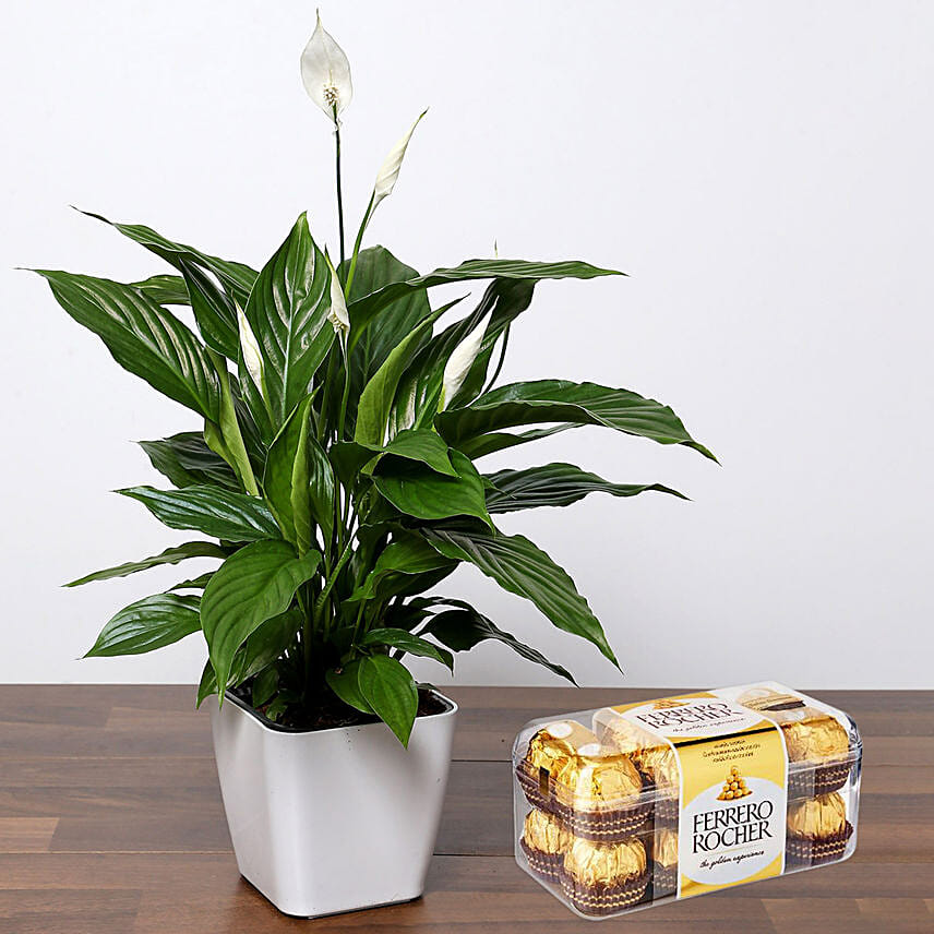 Lily Plant with Ferrero Rocher: Desktop Plants