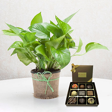 Green Money Plant with Happy Birthday Chocolate: Indoor Plants Singapore