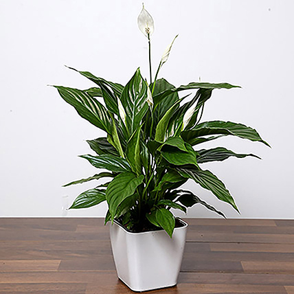 Amazing Peace Lily Plant: Desktop Plants