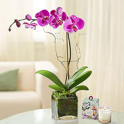 Purple Orchid Plant In Glass Vase: Anniversary Gifts for Parents