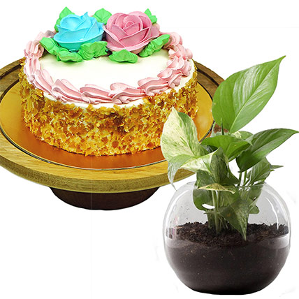 Butter Sponge Cake With Money Plant: Plant Combo Gifts