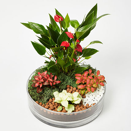 3 Fittonia 1 Anthurium Plant In Platter Shape Planter: Gift Discounts