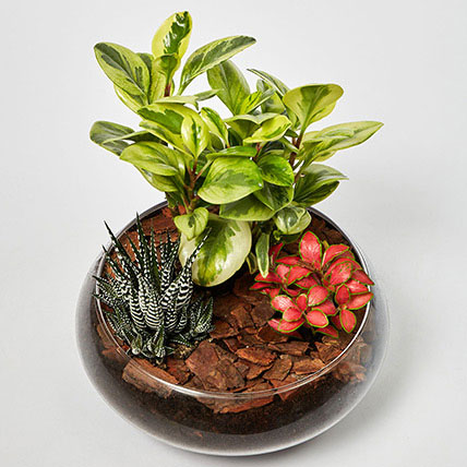Fittonia With Peperomia Haworthia In Platter Planter: Indoor Plants