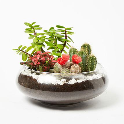 Jade With Fittonia Cactus Plant In Small Fish Bowl: Gift Discounts
