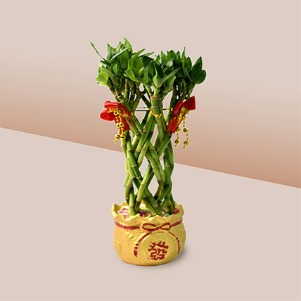 Lucky Bamboo In Chinese New Year Theme Pot: Chinese New Year Gifts