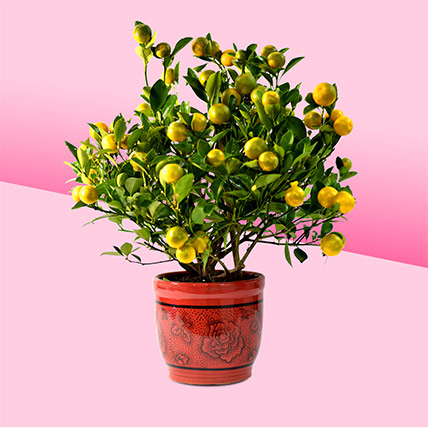 Orange Tree Pot: CNY Plants